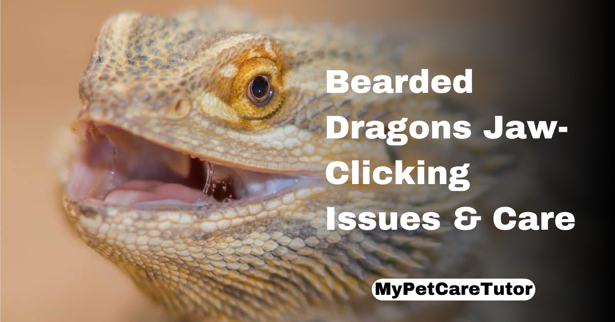 Bearded Dragons Jaw-Clicking Issues & Care