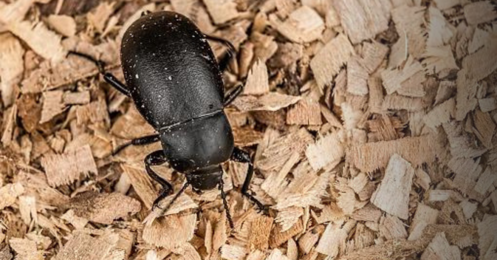 Beetles to Avoid Feeding Bearded Dragons
