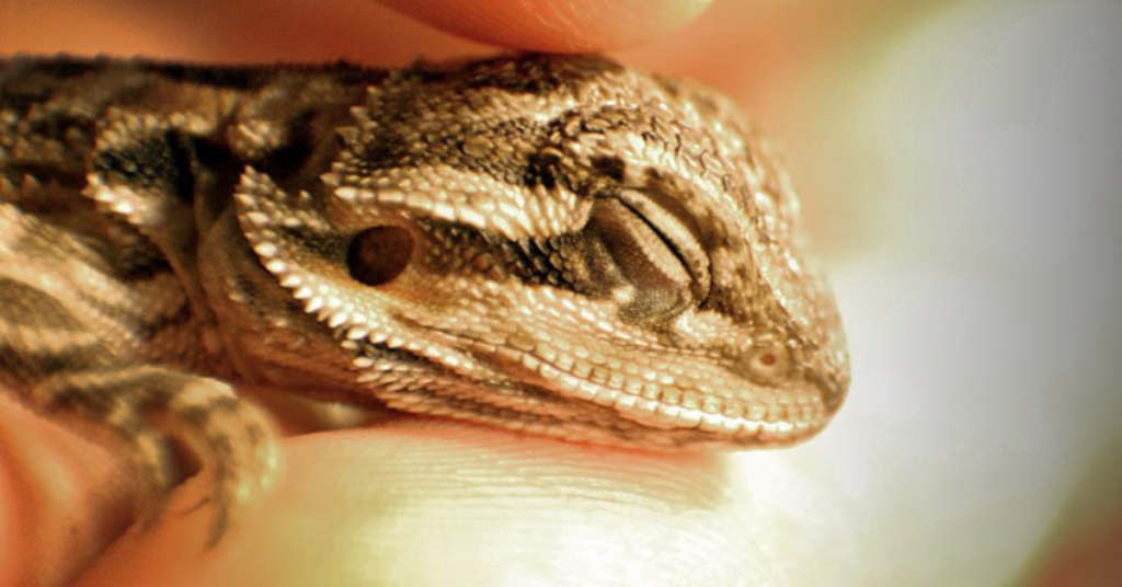 Building Trust with Your Bearded Dragon