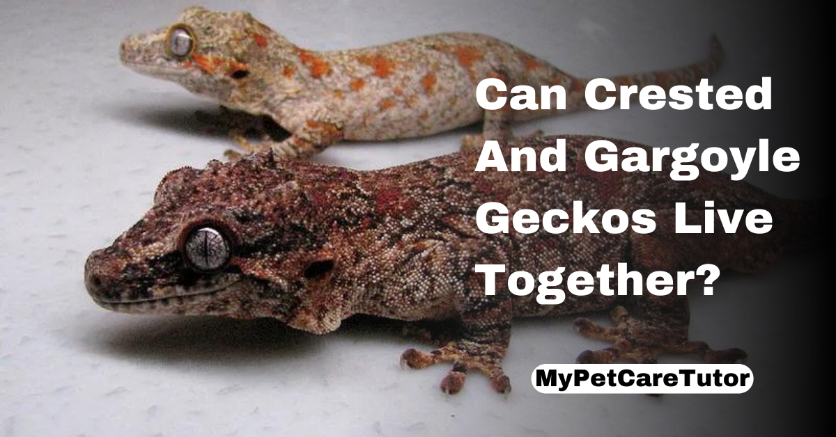 Can Crested And Gargoyle Geckos Live Together?