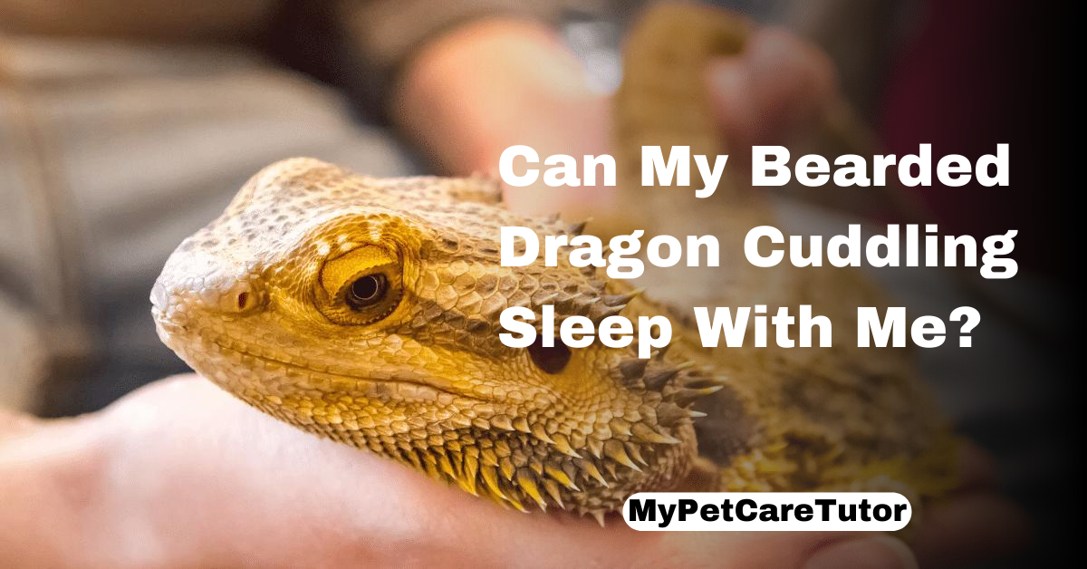 Can My Bearded Dragon Cuddling Sleep With Me?