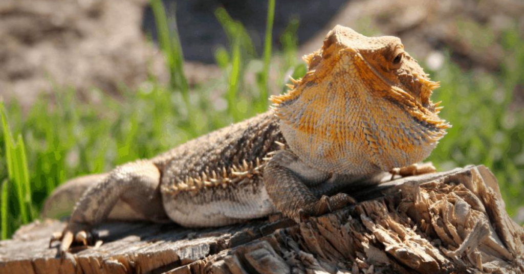 Common Causes of Choking in Bearded Dragons