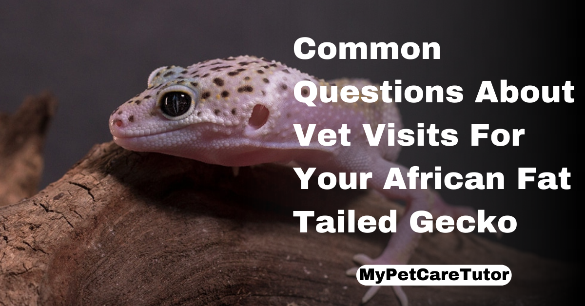 Common Questions About Vet Visits For Your African Fat Tailed Gecko