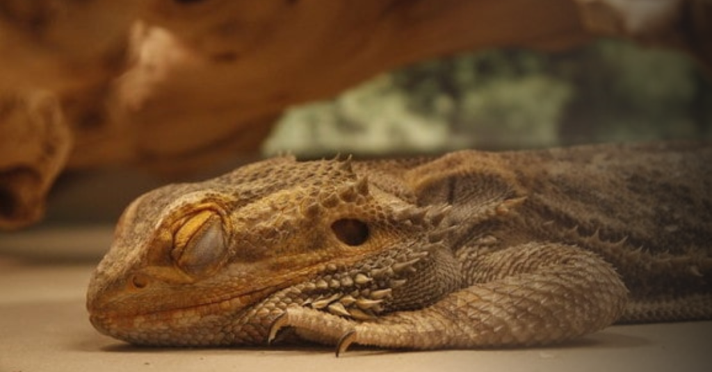 Common Sleeping Problems in Bearded Dragons