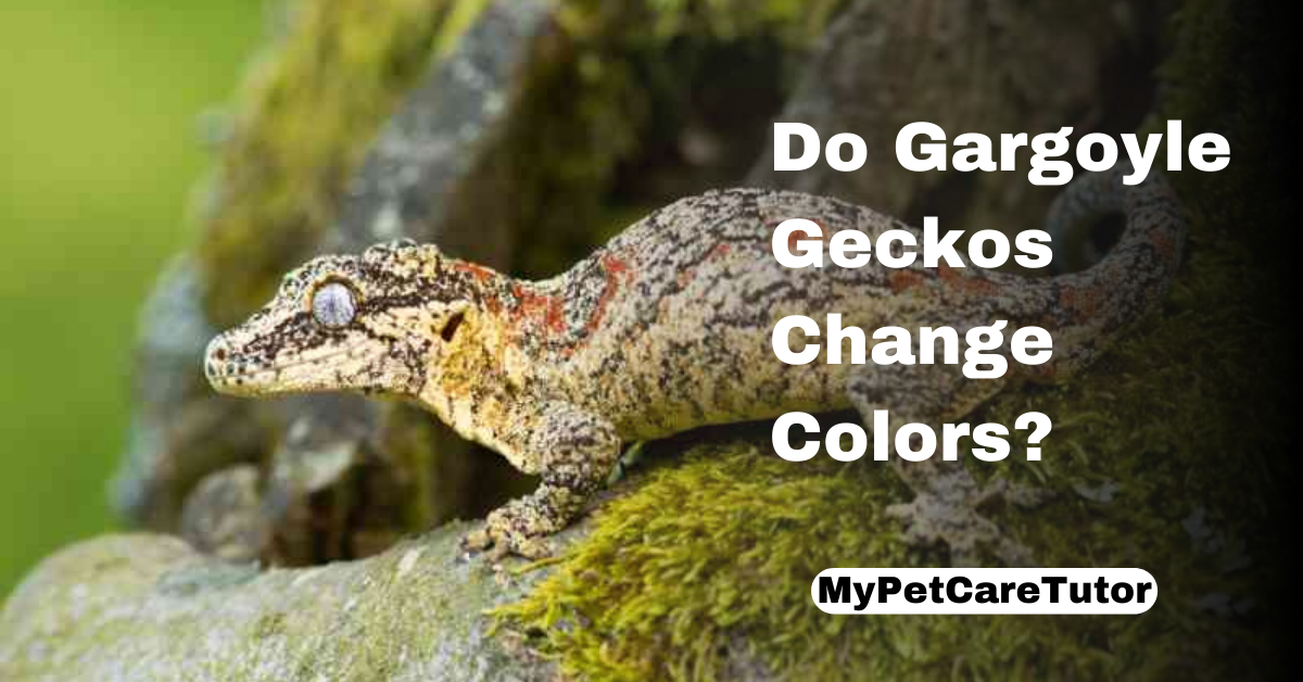 Do Gargoyle Geckos Change Colors?
