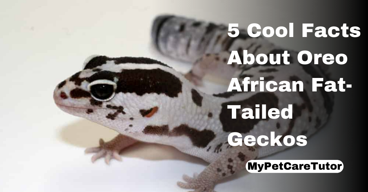5 Cool Facts About Oreo African Fat-Tailed Geckos