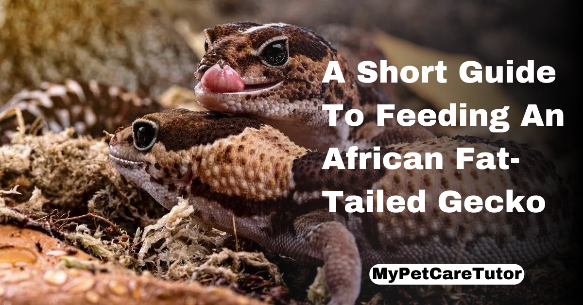 A Short Guide To Feeding An African Fat-Tailed Gecko
