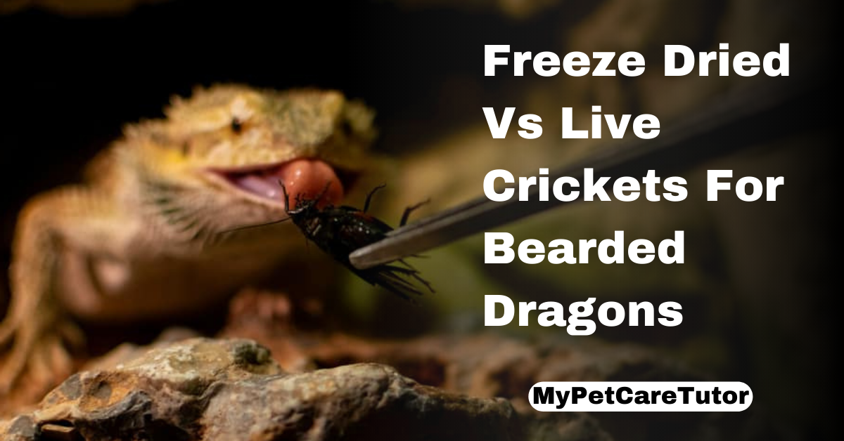 Freeze Dried Vs Live Crickets For Bearded Dragons