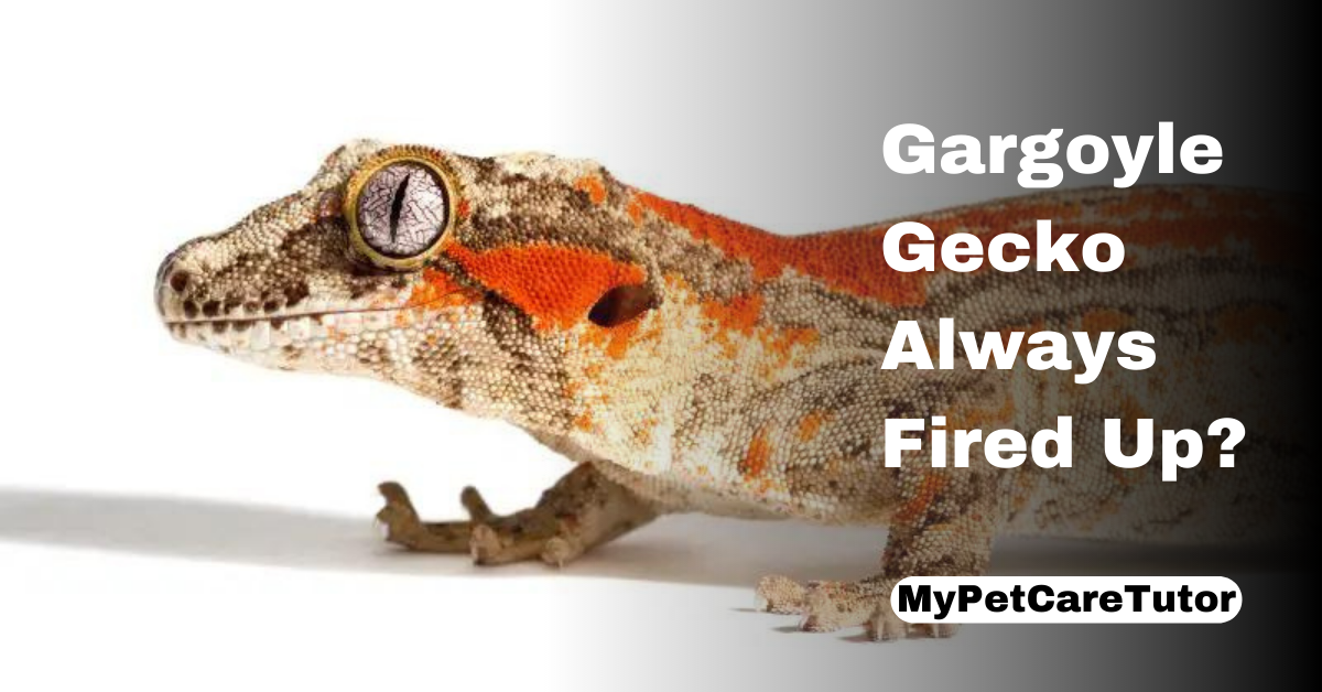 Gargoyle Gecko Always Fired Up?