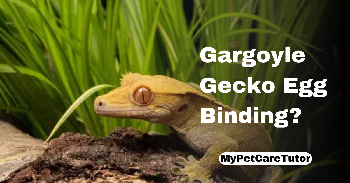 Gargoyle Gecko Egg Binding?