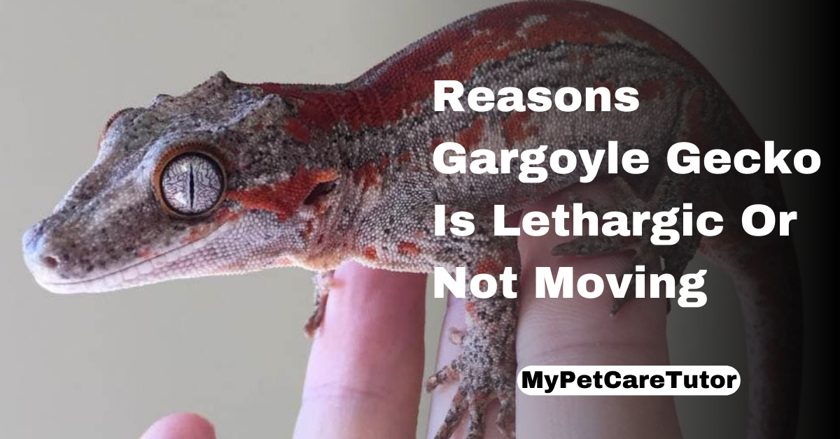 Gargoyle Gecko Is Lethargic Or Not Moving
