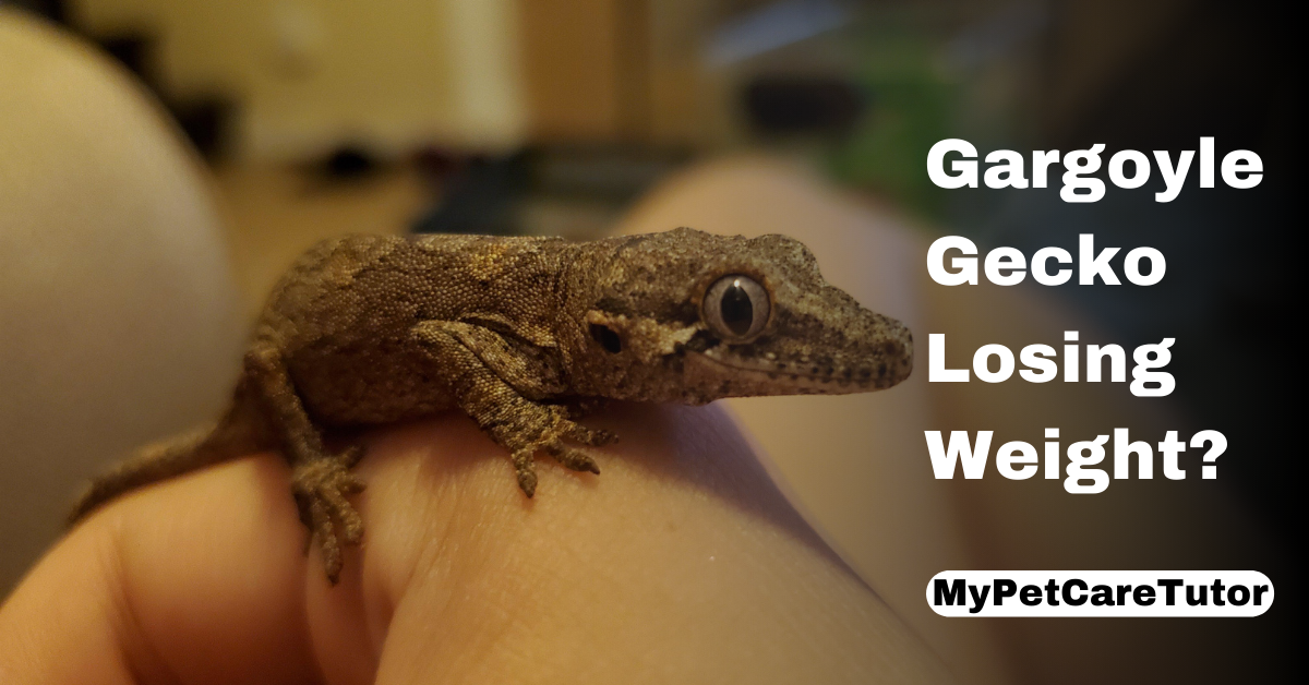 Gargoyle Gecko Losing Weight?