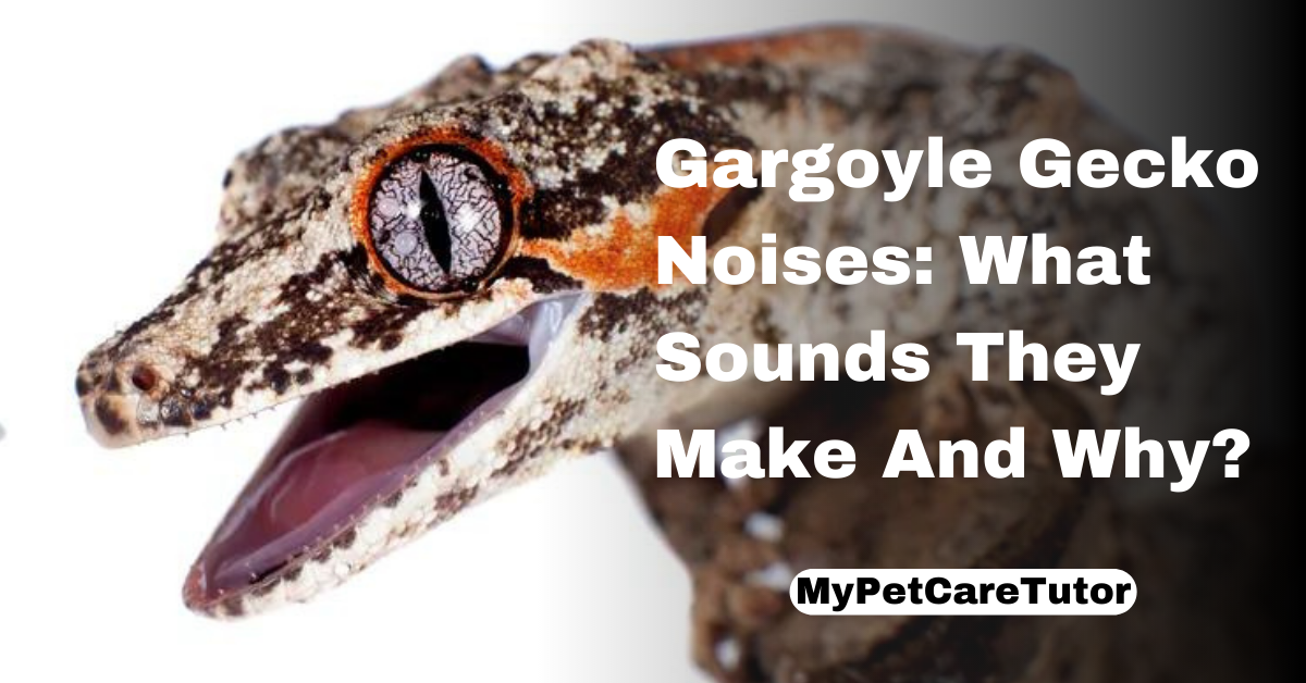 Gargoyle Gecko Noises: What Sounds They Make And Why?
