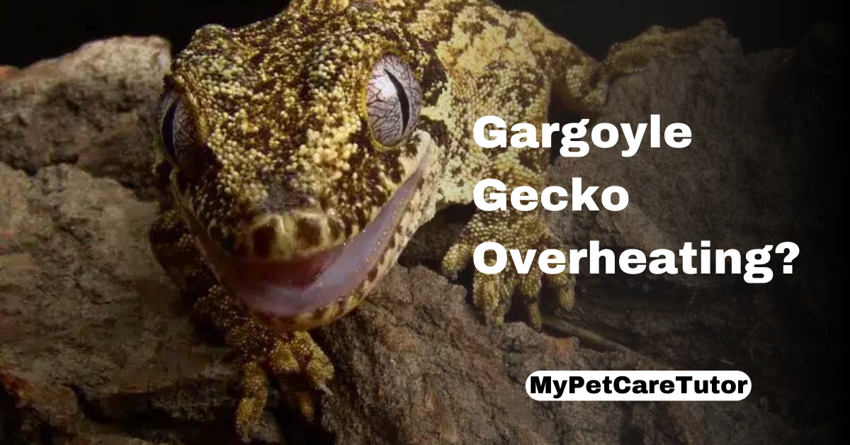 Gargoyle Gecko Overheating?