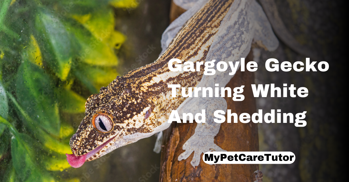 Gargoyle Gecko Turning White And Shedding