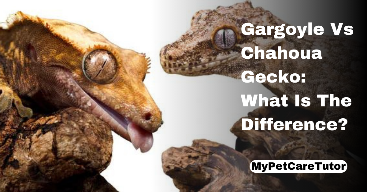 Gargoyle Vs Chahoua Gecko: What Is The Difference