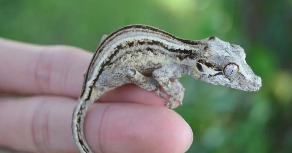 Handling and Interaction with Your Gecko