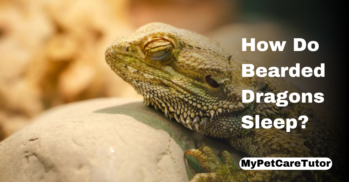 How Do Bearded Dragons Sleep?