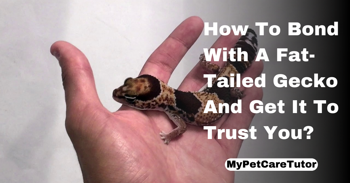How To Bond With A Fat-Tailed Gecko And Get It To Trust You?