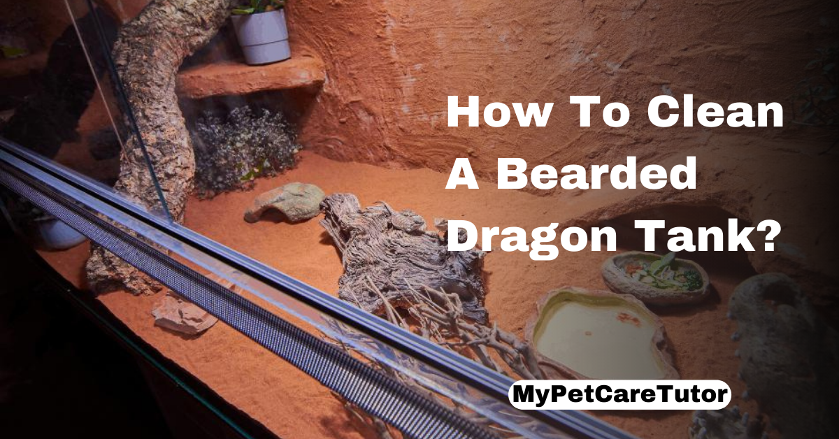 How To Clean A Bearded Dragon Tank?
