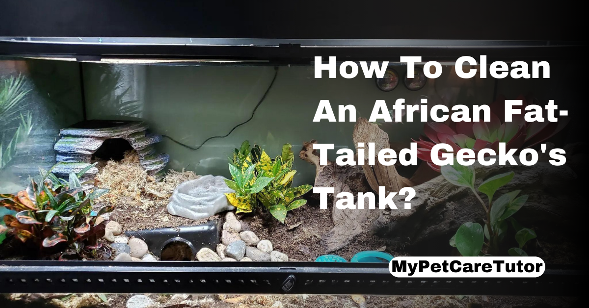 How To Clean An African Fat-Tailed Gecko's Tank?