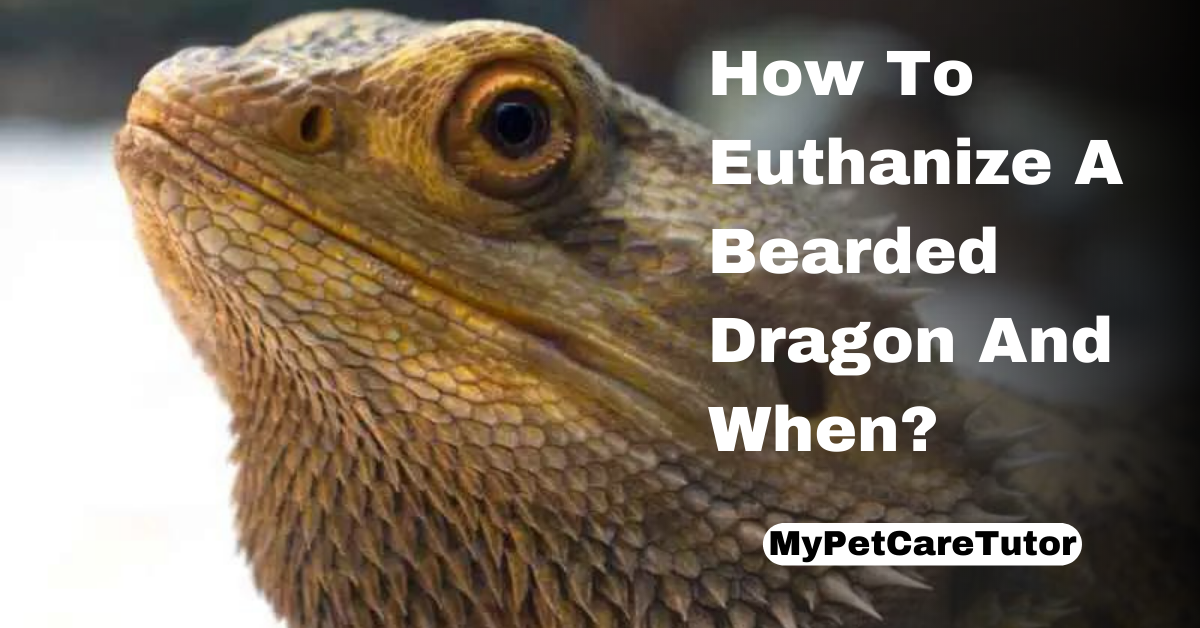 How To Euthanize A Bearded Dragon And When?
