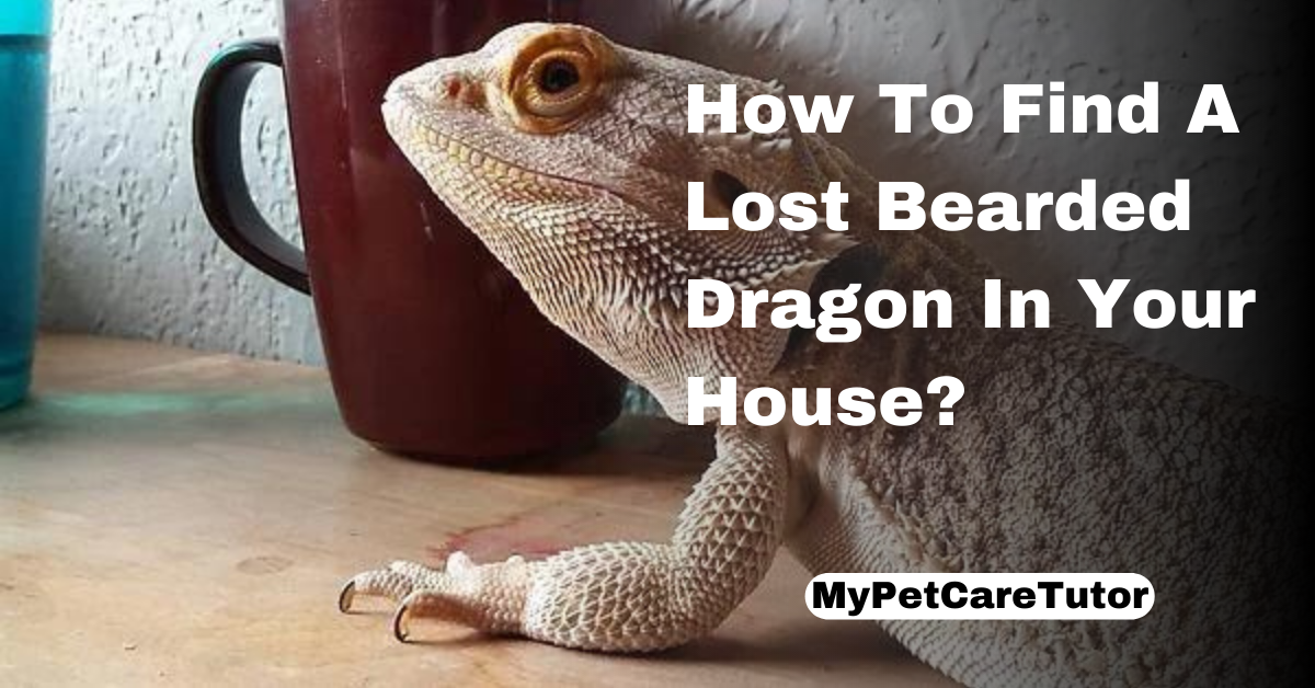 How To Find A Lost Bearded Dragon In Your House?