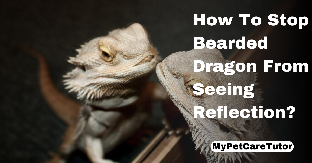 How To Stop Bearded Dragon From Seeing Reflection?