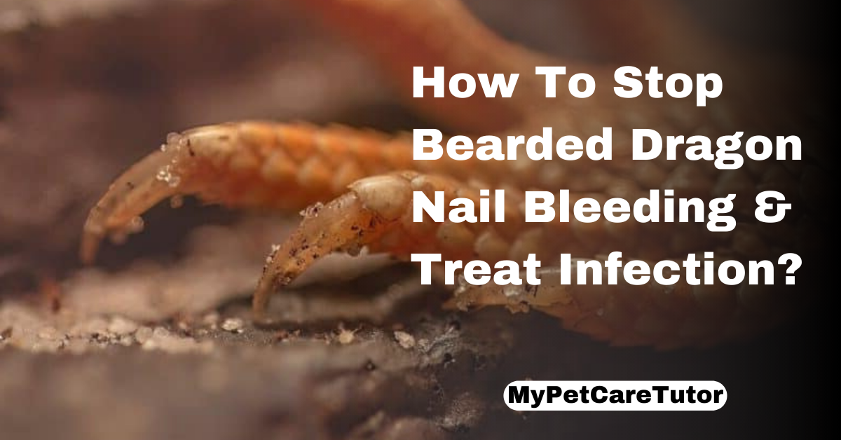 How To Stop Bearded Dragon Nail Bleeding & Treat Infection?