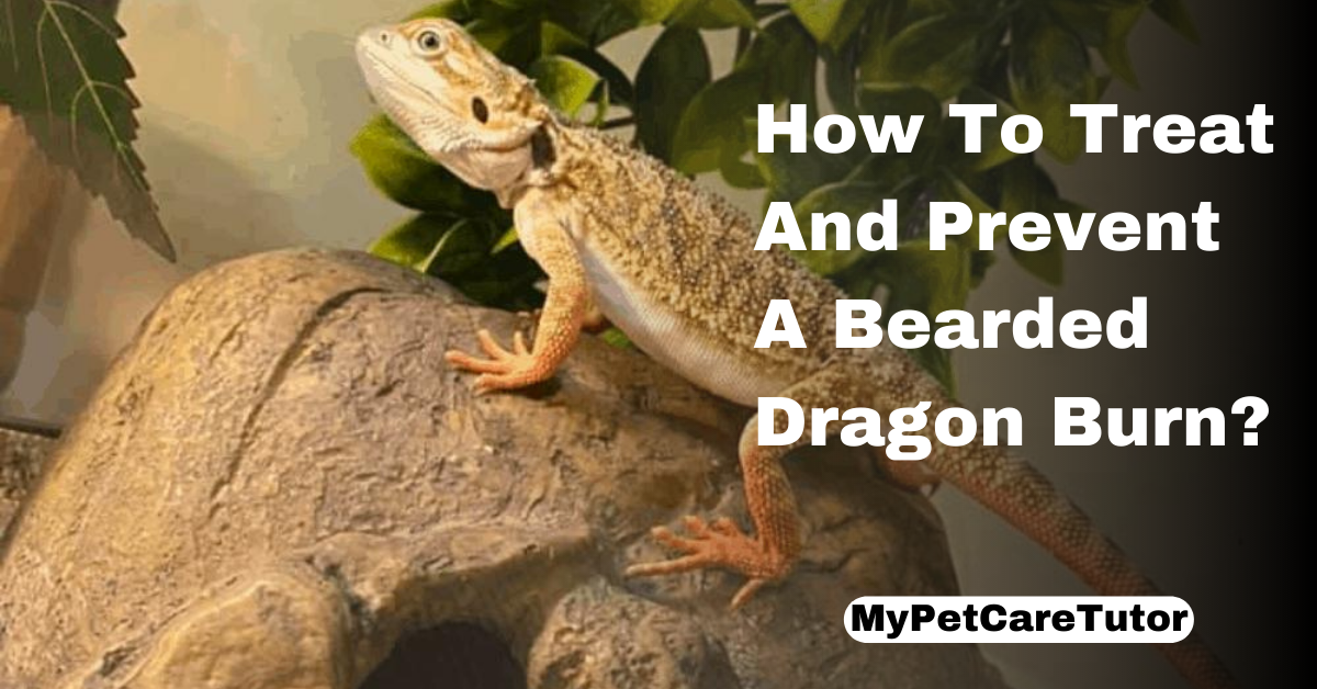 How To Treat And Prevent A Bearded Dragon Burn?