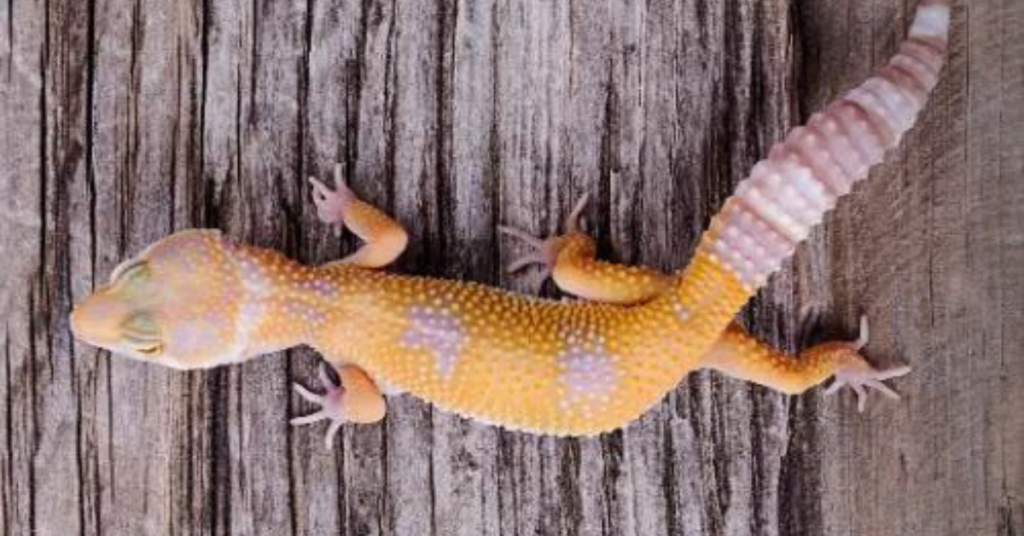 How to Help Your Gecko Maintain a Healthy Weight