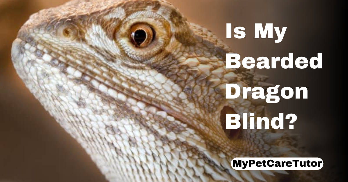 Is My Bearded Dragon Blind?