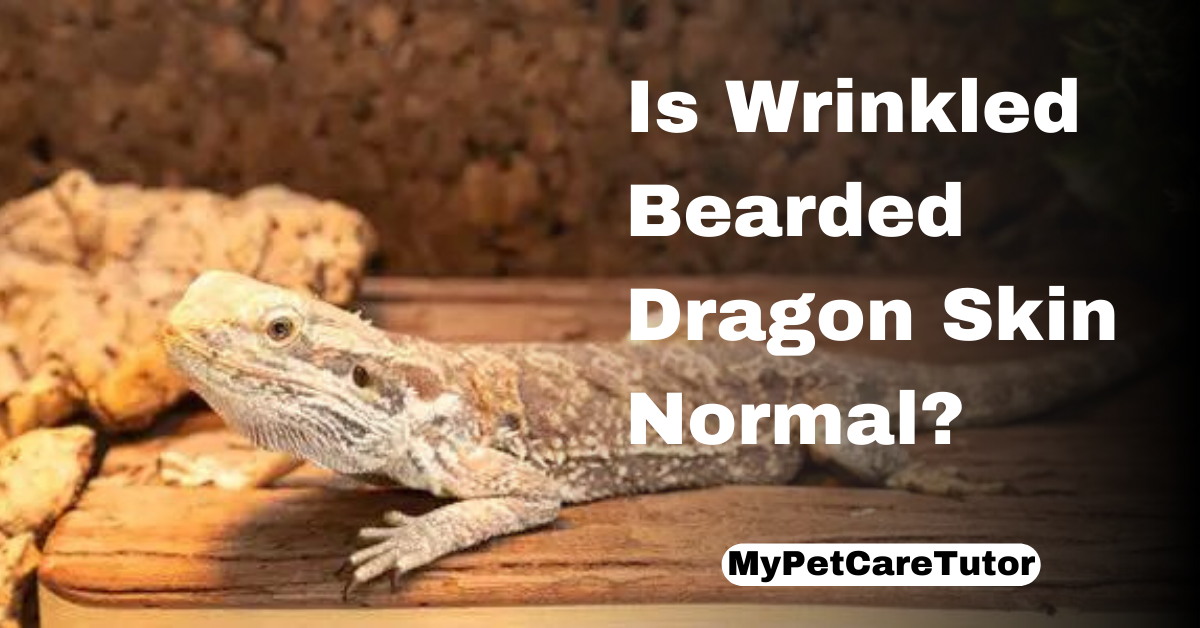 Is Wrinkled Bearded Dragon Skin Normal?