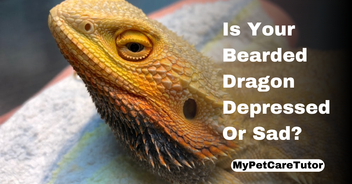 Is Your Bearded Dragon Depressed Or Sad?