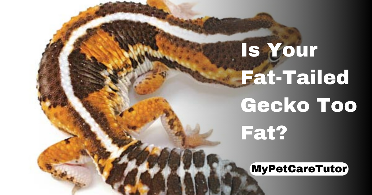 Is Your Fat-Tailed Gecko Too Fat?