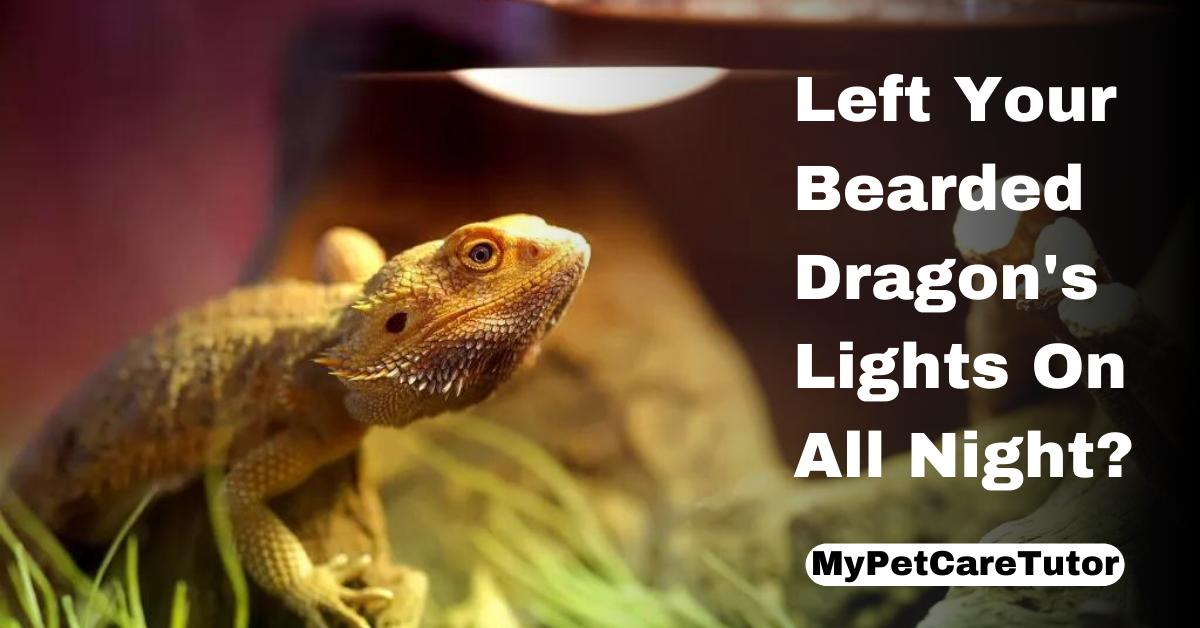 Left Your Bearded Dragon's Lights On All Night?