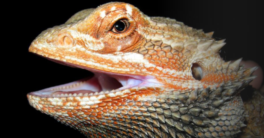 Other Factors that Affect Bearded Dragon Health