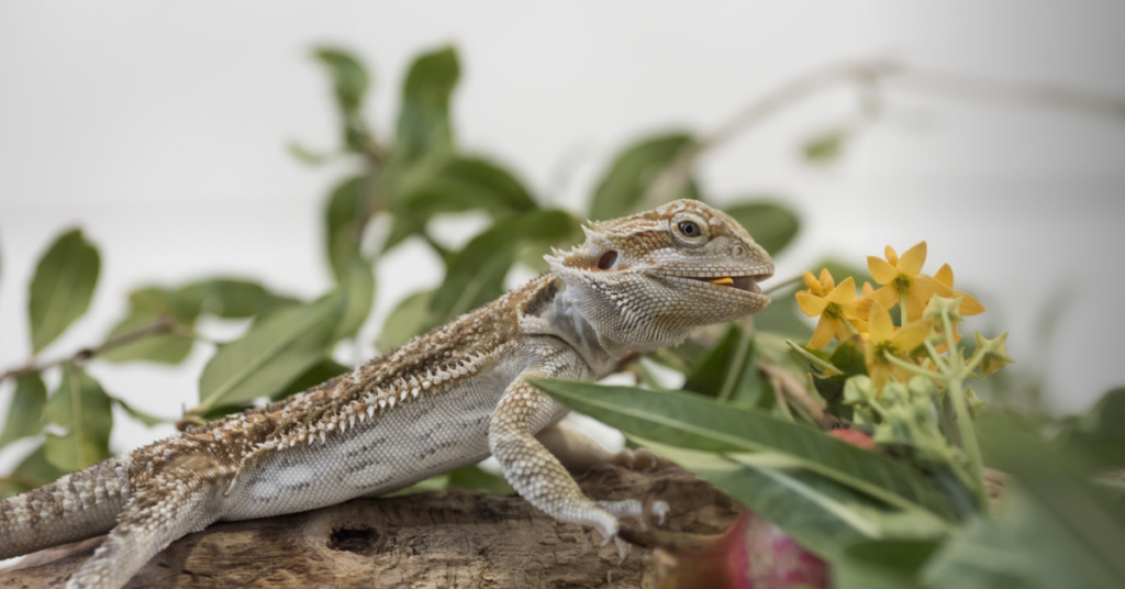 Other Nutritional Requirements for Bearded Dragons
