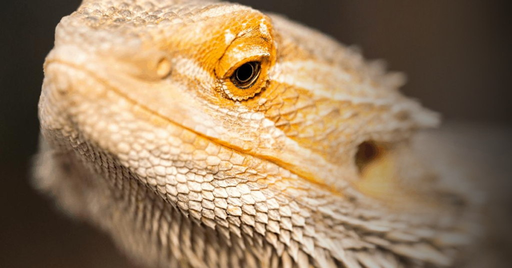 Overview of Bearded Dragon Vision