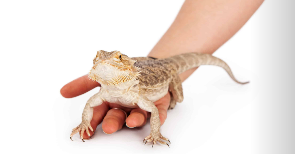 Pros and Cons of Bearded Dragon Cuddling