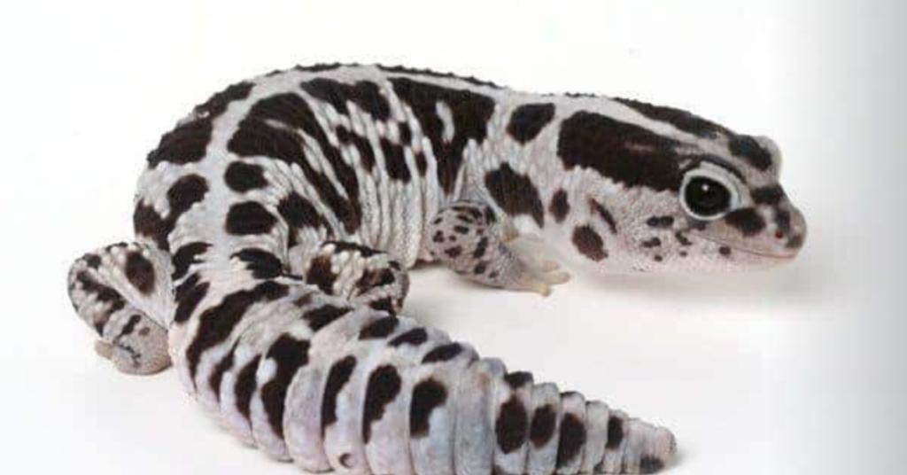 The Origin of Oreo African Fat-Tailed Geckos