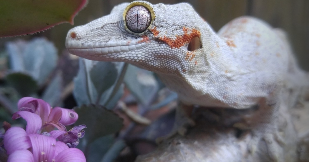 Tips for Improving Your Gecko's Diet