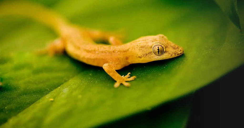 Understanding Gecko's Social Behaviors
