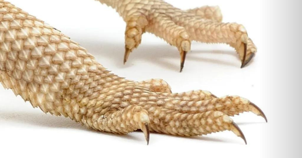 Understanding the Importance of Nail Trimming for Bearded Dragons
