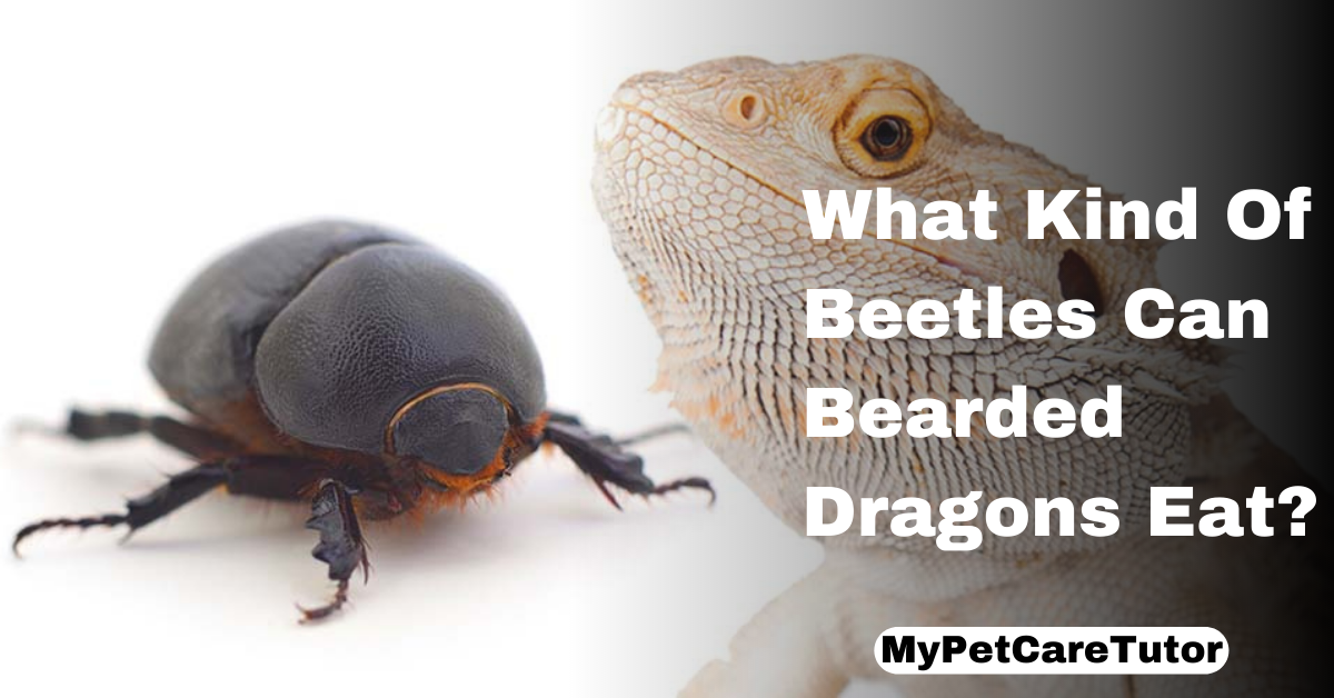 What Kind Of Beetles Can Bearded Dragons Eat?