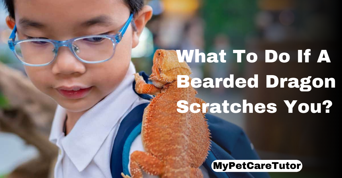 What To Do If A Bearded Dragon Scratches You?