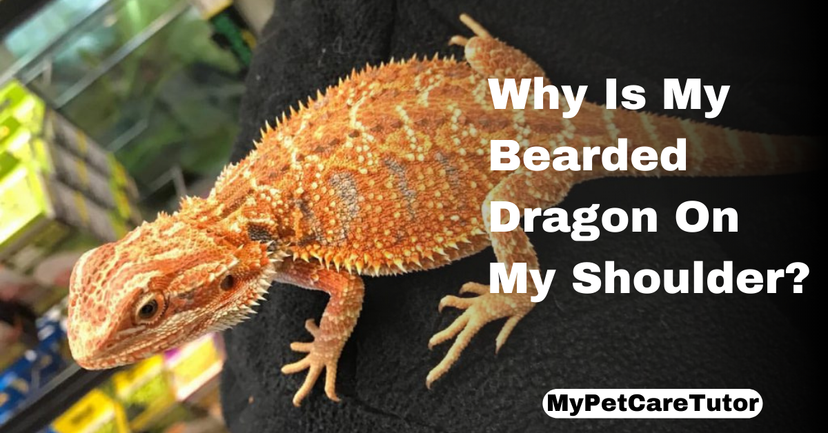 Why Is My Bearded Dragon On My Shoulder?