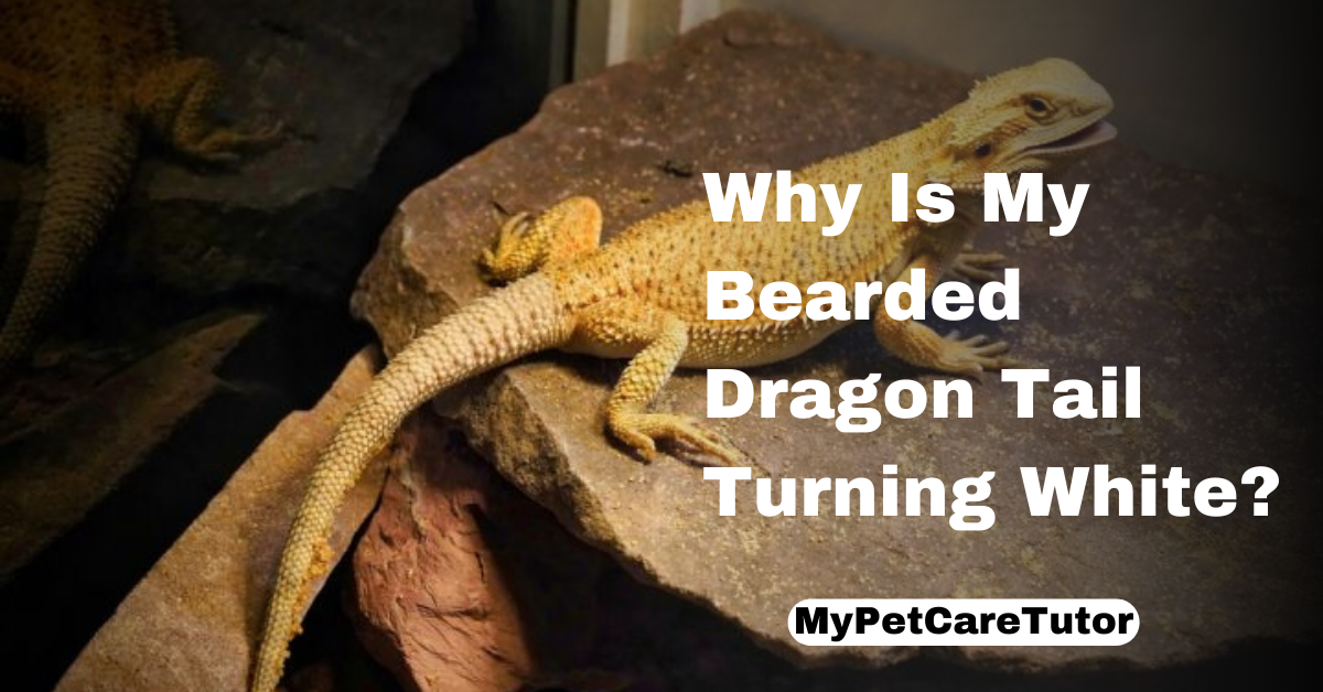 Why Is My Bearded Dragon Tail Turning White?