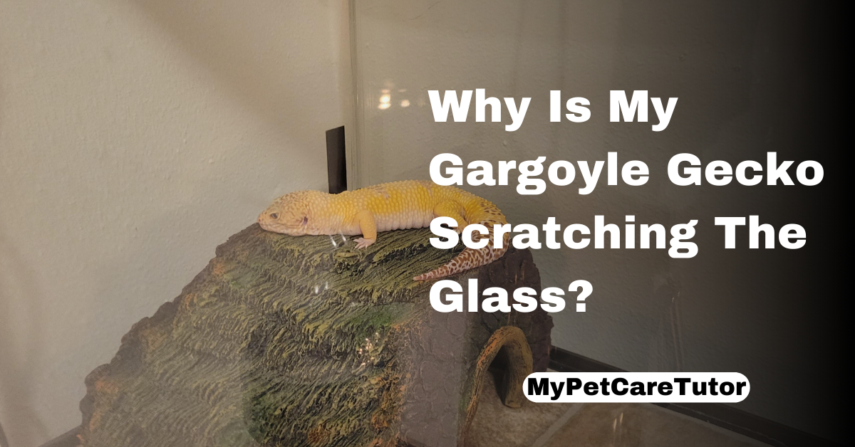 Why Is My Gargoyle Gecko Scratching The Glass?