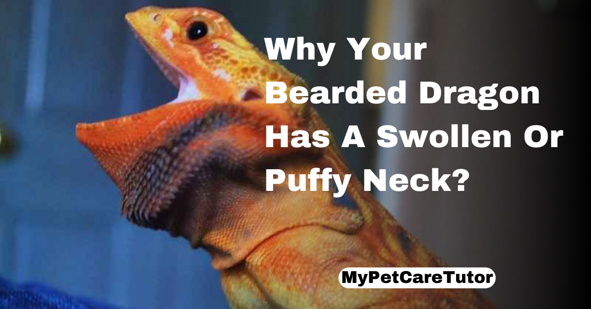 Why Your Bearded Dragon Has A Swollen Or Puffy Neck?